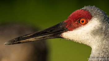 Sandhill Crane - Kostenloses image #386151